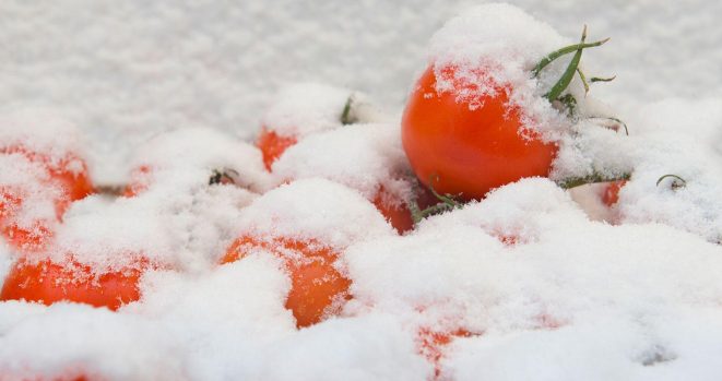 Frozen Tomatos